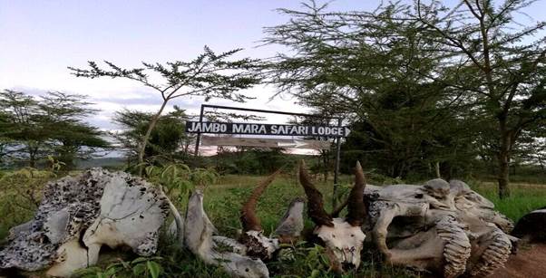 Jambo Mara Safari Lodge