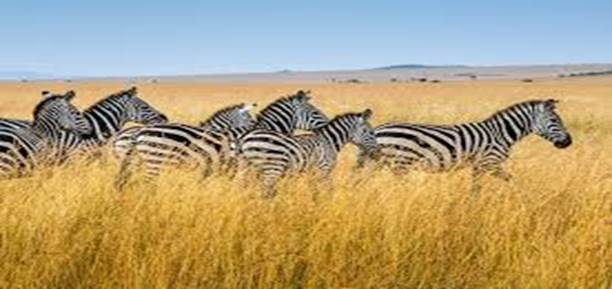 Zebra in Masai Mara