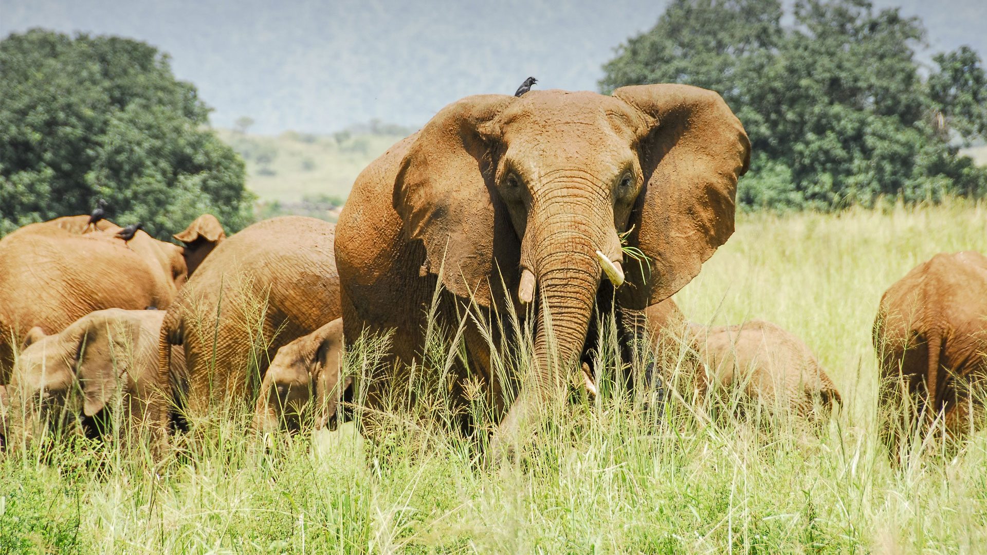 Kidepo Valley National Park