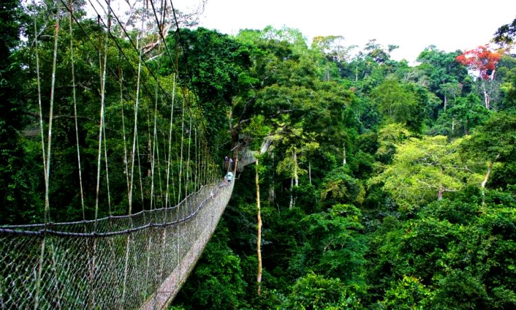 Nyungwe Forest National Park