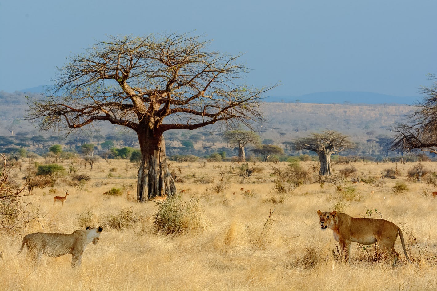 Ruaha-National-Park