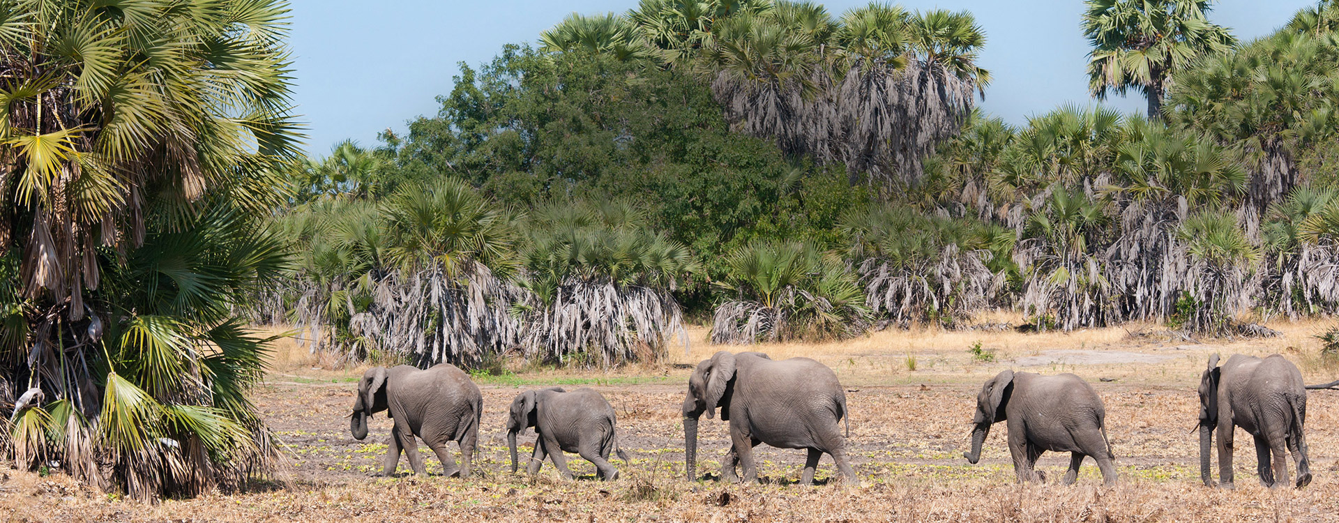 Selous game reserve