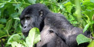 Rwanda Gorilla trekking tours