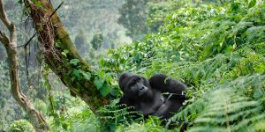 Uganda Gorilla trekking tours