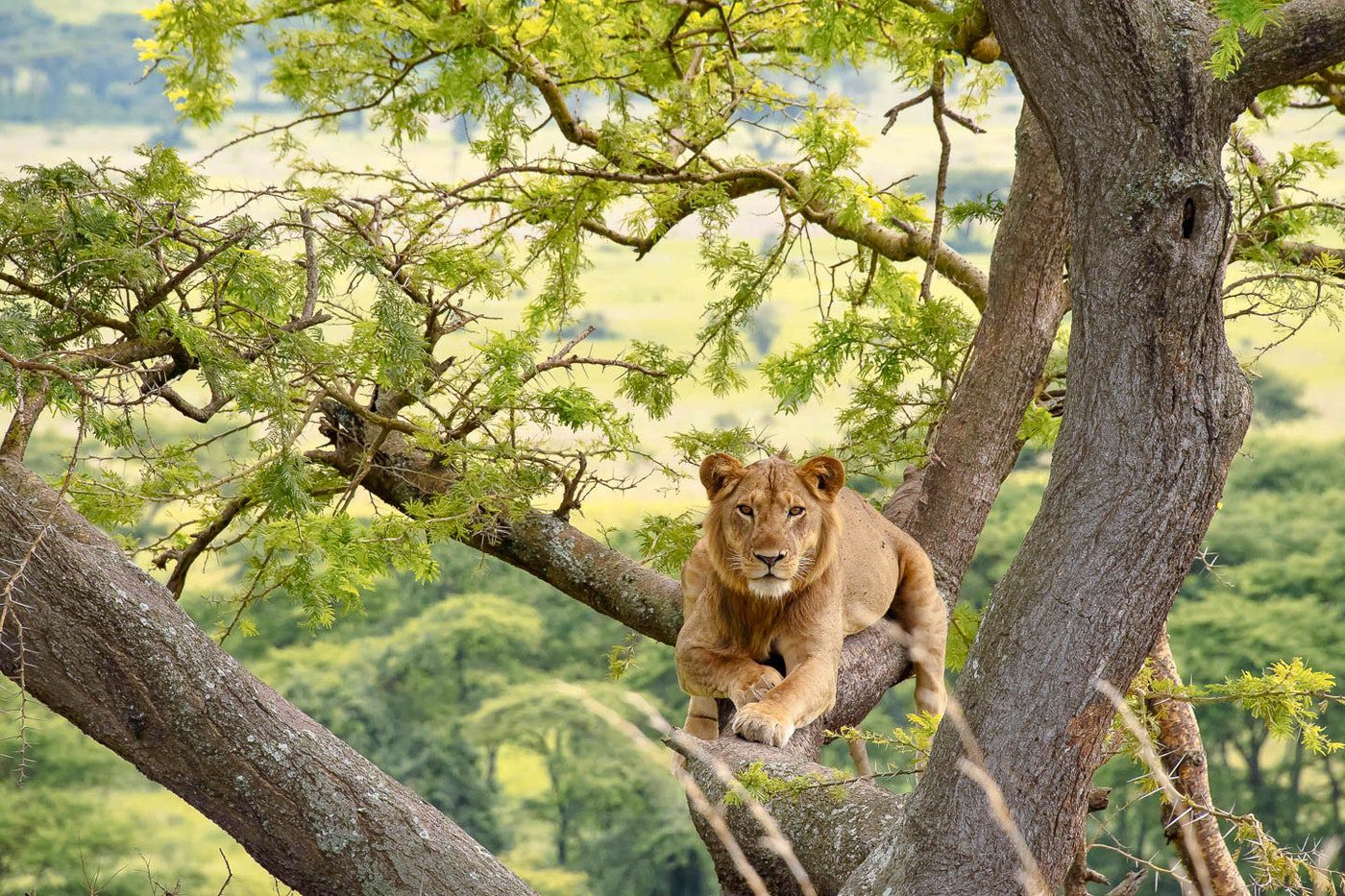 Hoima-Queen Elizabeth National Park