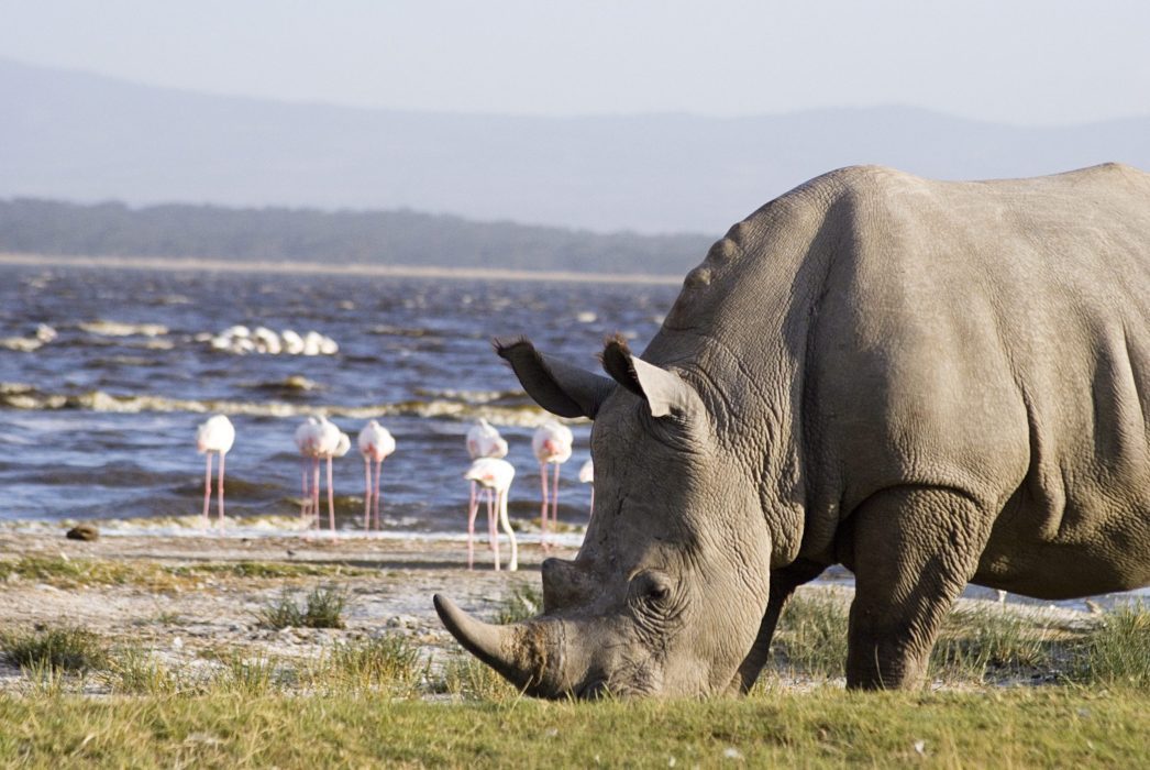 Lake Nakuru National Park