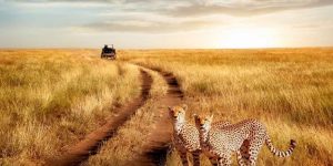 Tanzania safaris