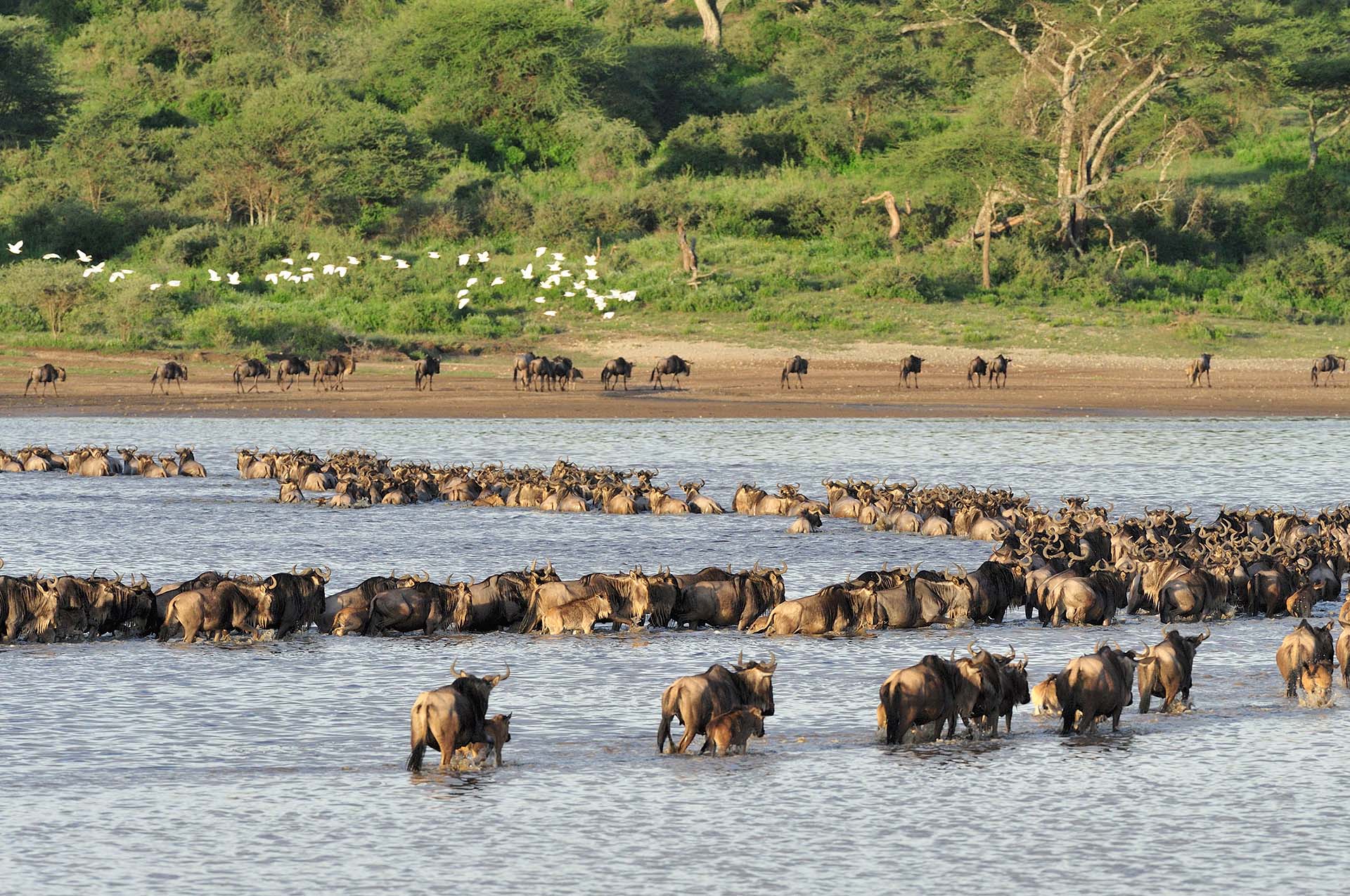 Serengeti South- Ndutu Area