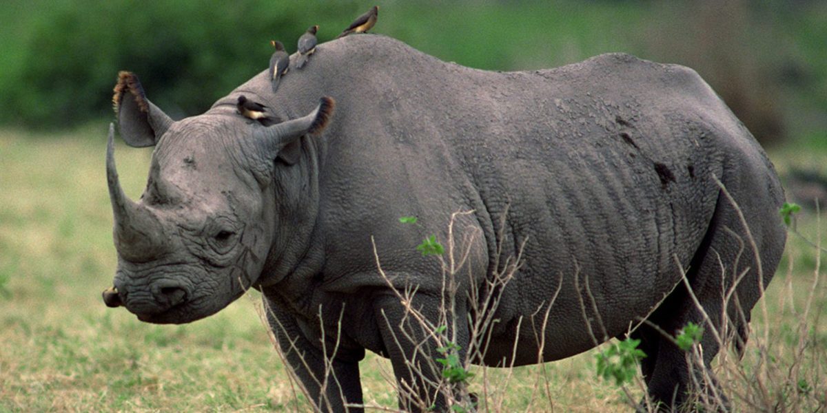 Ziwa Rhino Sanctuary