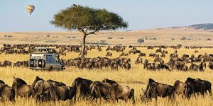 Combined Kenya & Tanzania safaris