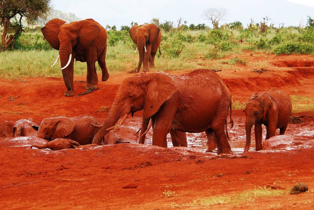 Red elephants - Tsavo East National Park Kenya