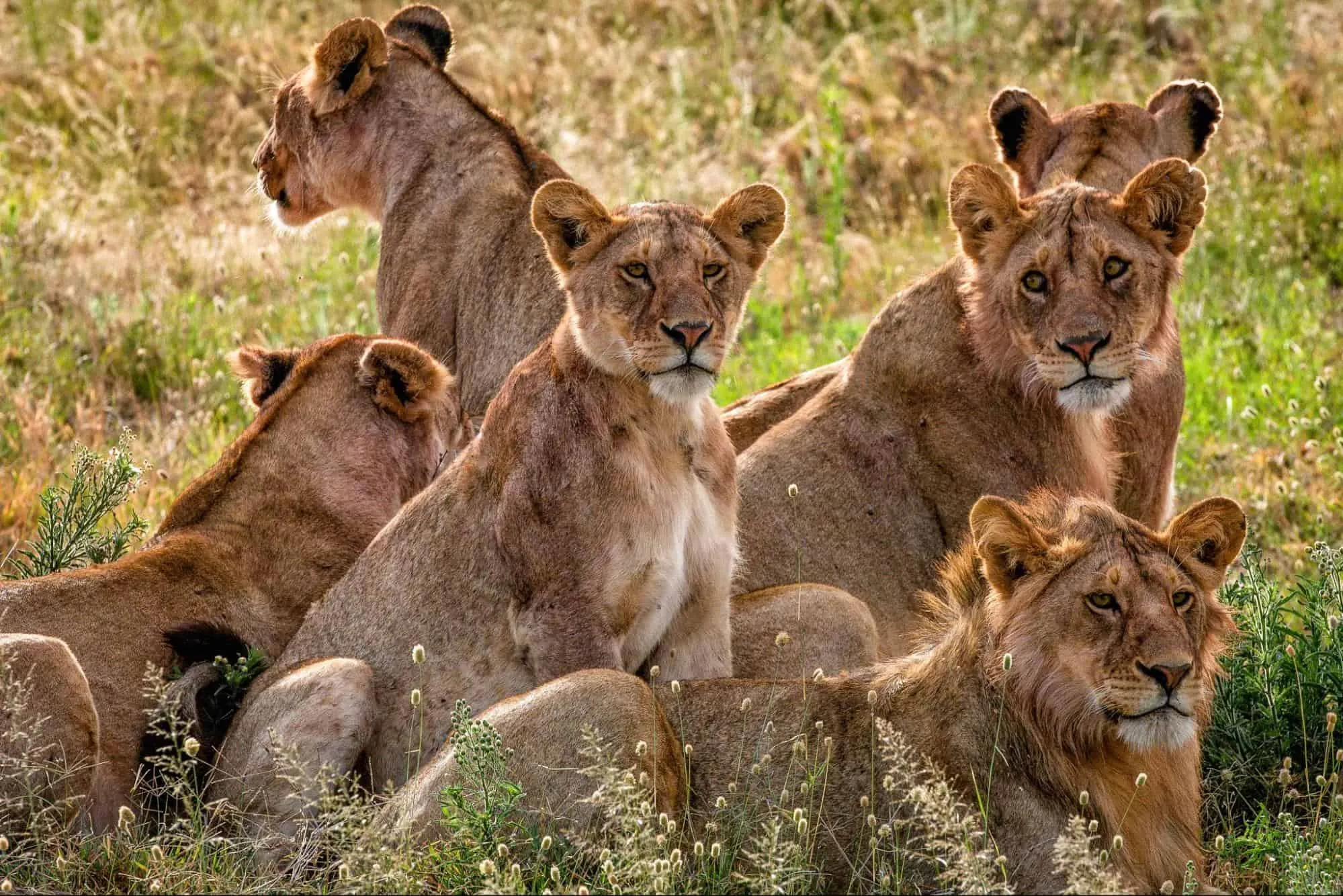 lions 1