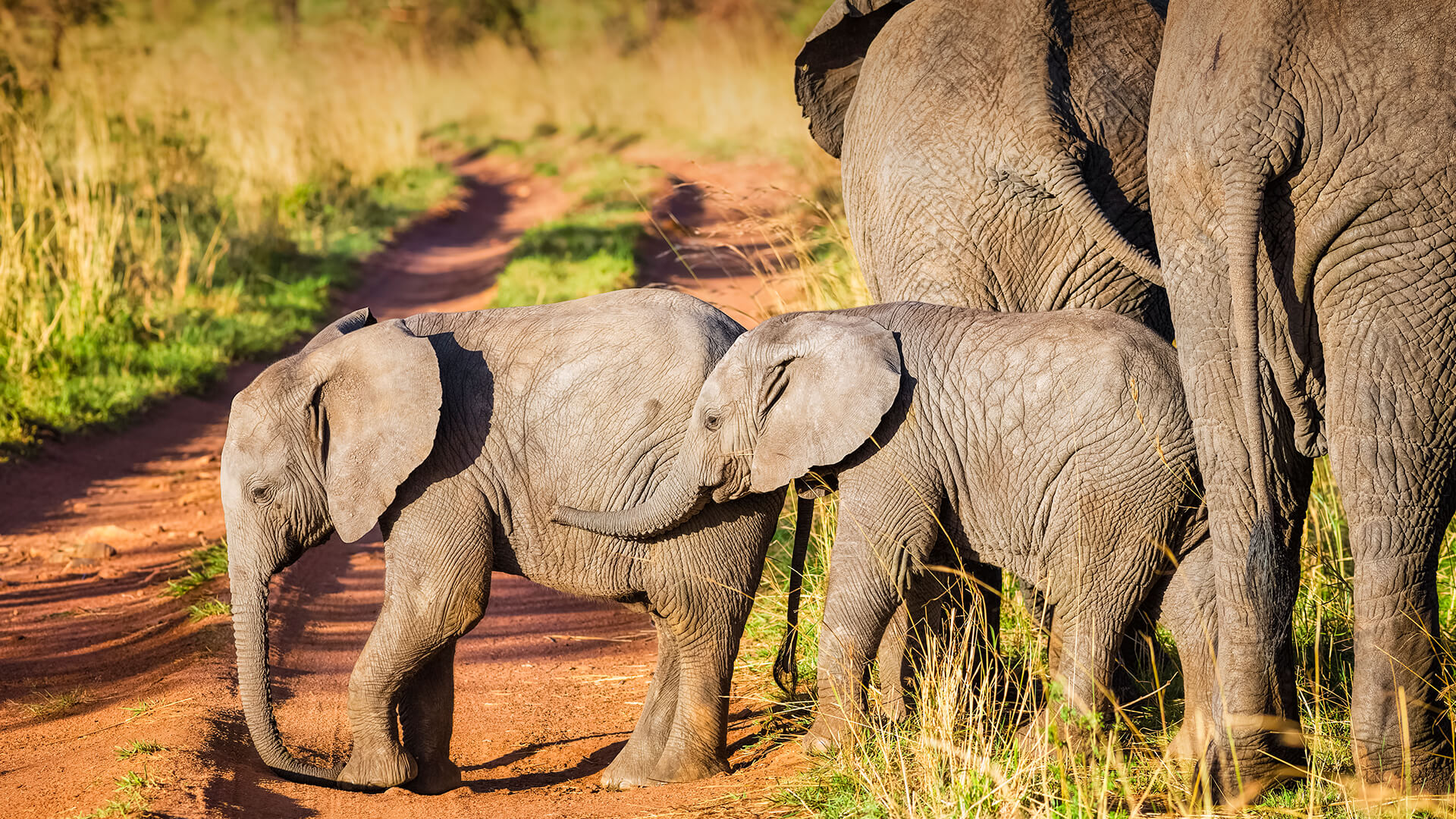 animals_hero_elephants