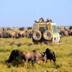 Serengeti safari Guide in 2025 all You Need To Know