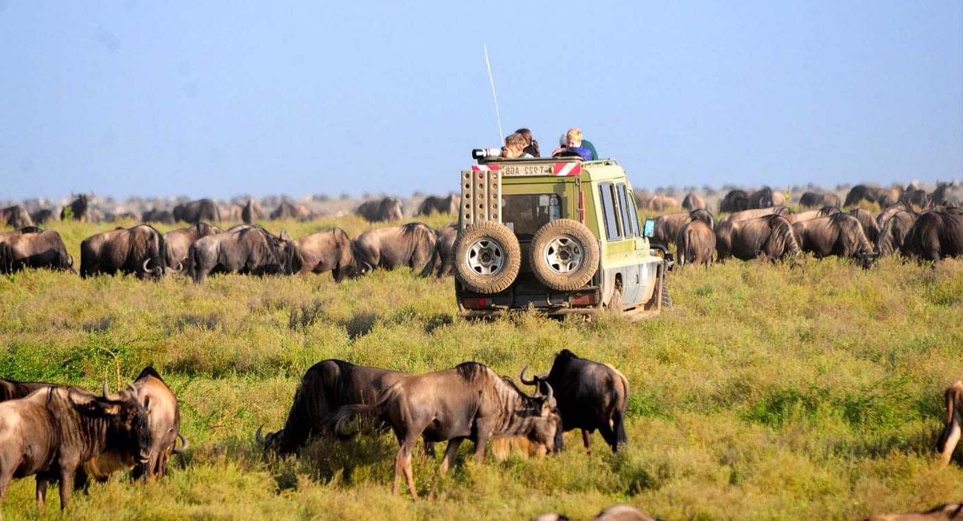 Serengeti safari Guide in 2025 all You Need To Know