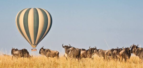 masai mara luxury fly in safari