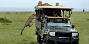 cheetahs resting on a safari vehicle during a masai mara safari