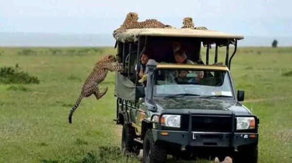 cheetahs resting on a safari vehicle during a masai mara safari