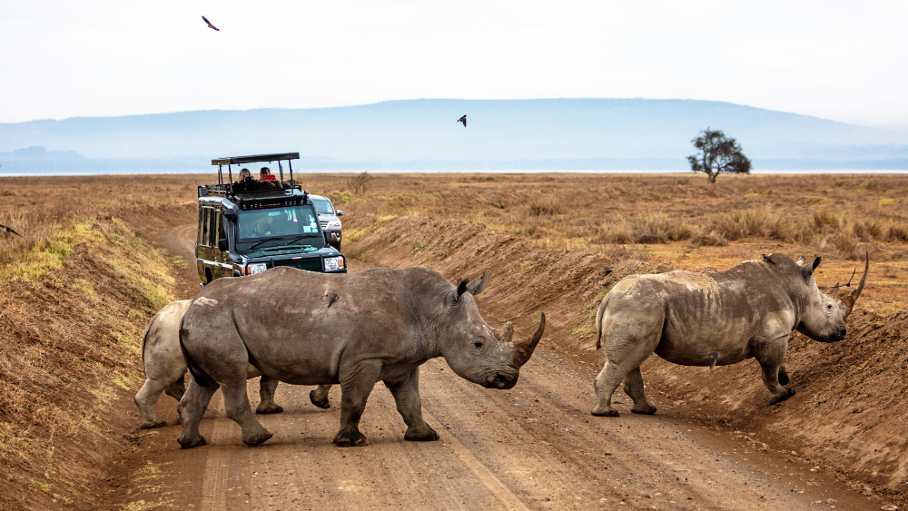 Kenya safari
